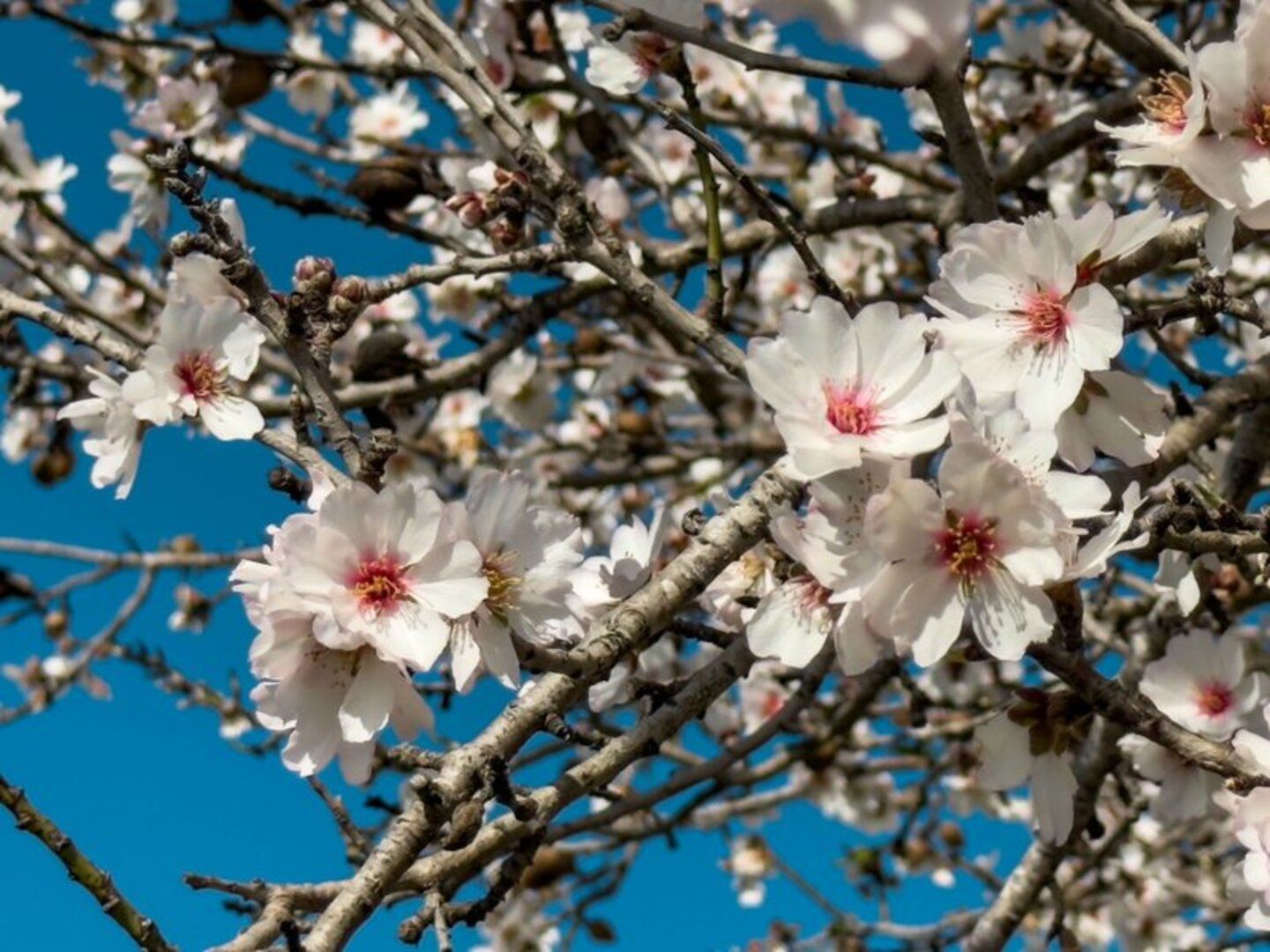Picture of the hotel Mandelblüten Inselzauber auf Mallorca (Hotel Timor)
