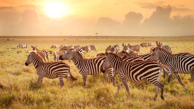 Kenia - Perfekte Kombination aus Safari-Abenteuer & Strandurlaub