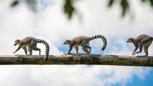 Insel der Lemuren & Regenwälder - So günstig wie noch nie!