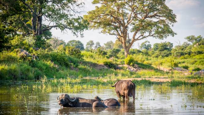 Südafrika Erlebnisreise mit Kruger Nationalpark
