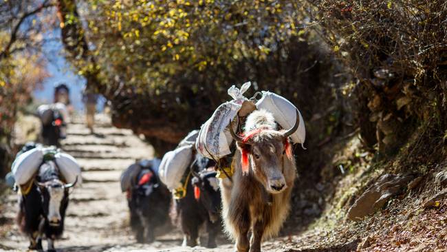 Nepal erleben - Kultur, Natur & Panoramaflug